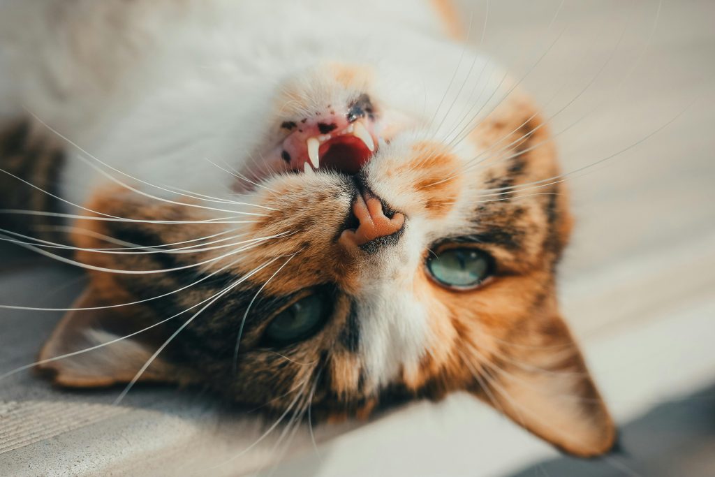 Adorable fluffy cat lying upside down, showcasing its sharp teeth in a playful pose.