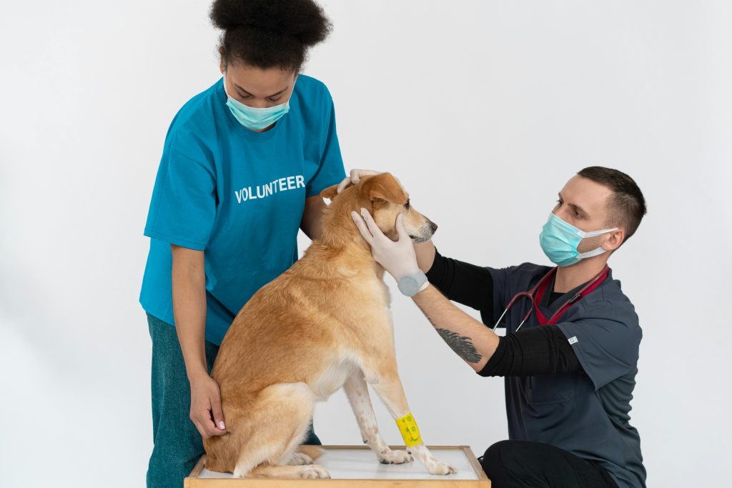 Veterinarian and volunteer check up on dog with masks and gloves in clinic.